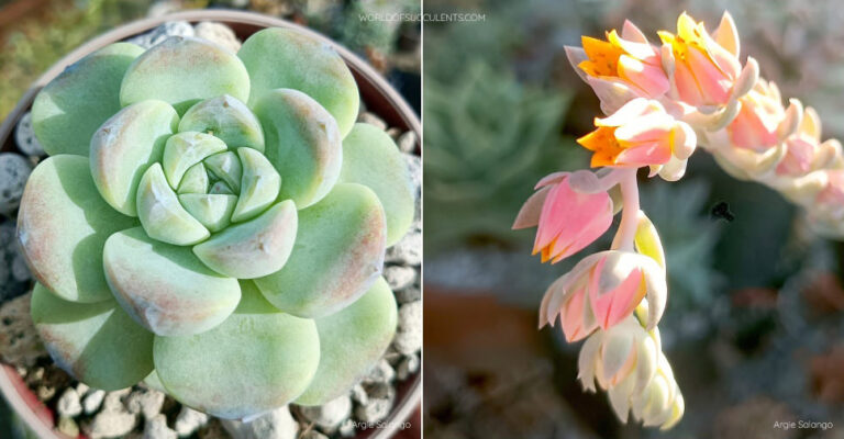 Echeveria 'Ice Green'