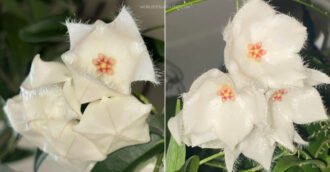 Hoya paradisea