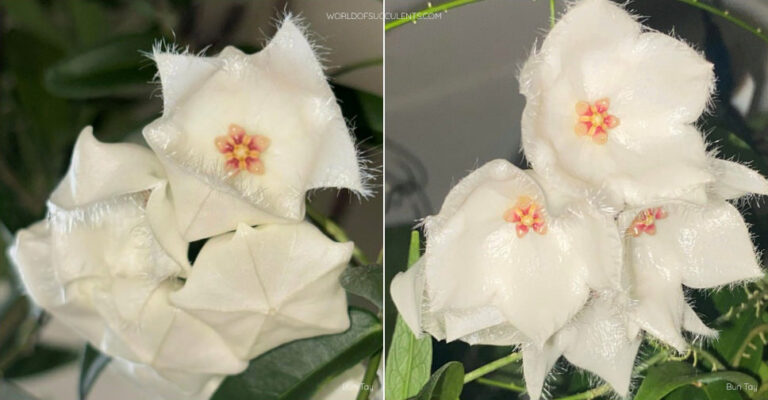 Hoya paradisea