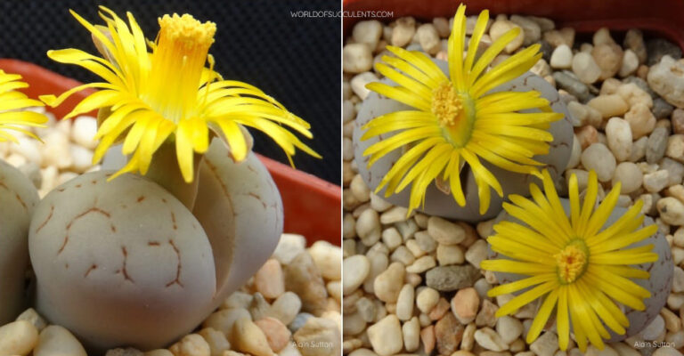 Lithops ruschiorum var. lineata