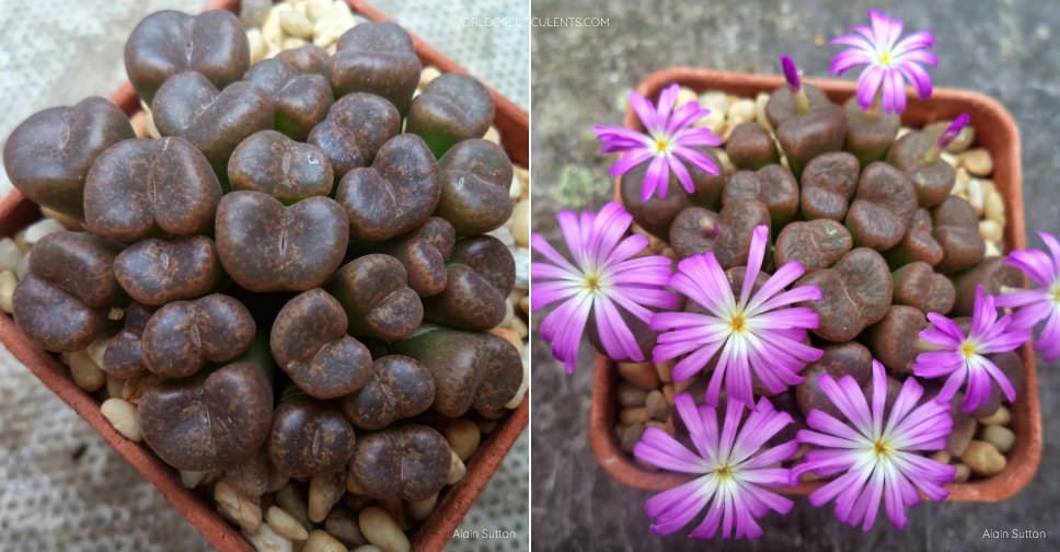 Conophytum lithopsoides subsp. koubergense
