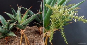 Dracaena pinguicula (Walking Sansevieria)