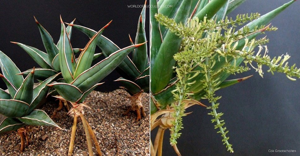 Dracaena pinguicula (Walking Sansevieria)