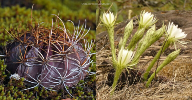 Lobivia ancistrophora - Blog de Cactus y Suculentas Lobivia ancistrophora